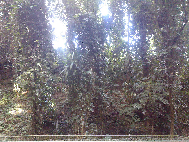 gal/Ile Maurice/SP_A0220_Reserve_des_Mascareignes.jpg